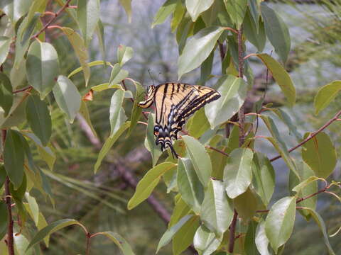 Image of black cherry