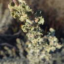 Image of wavy-leaved saltbush