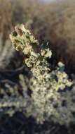 Image of wavy-leaved saltbush