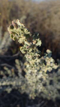 Image of wavy-leaved saltbush