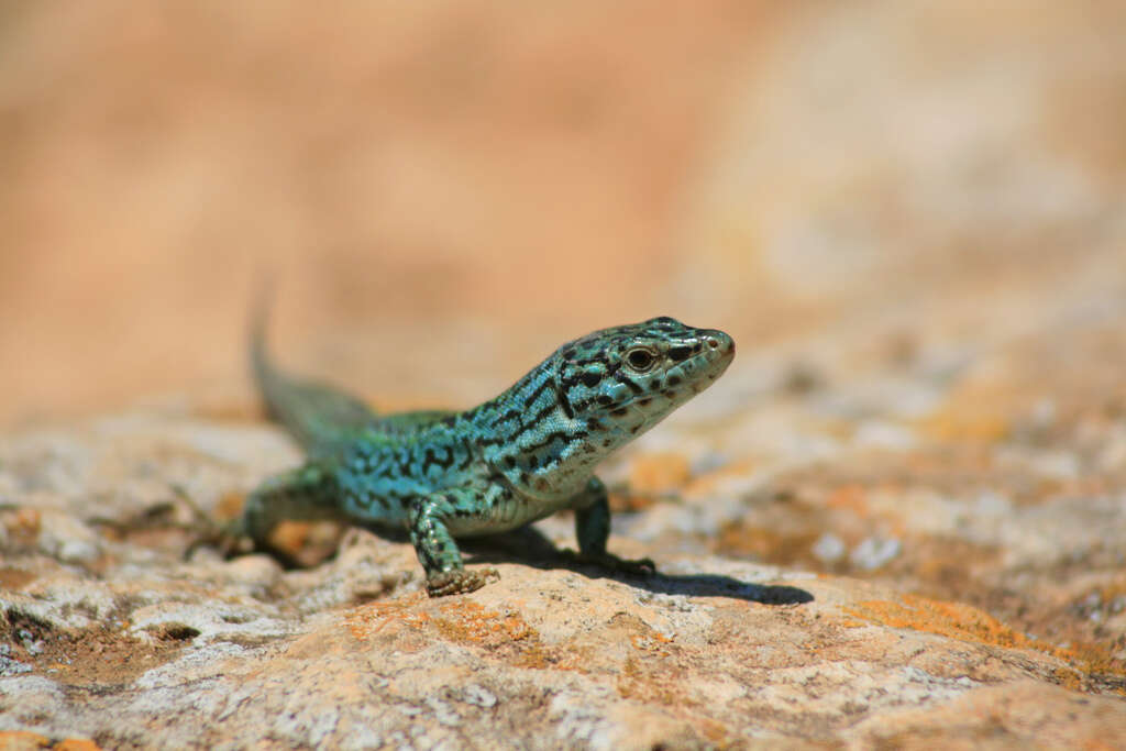 Image of Ibiza Wall Lizard