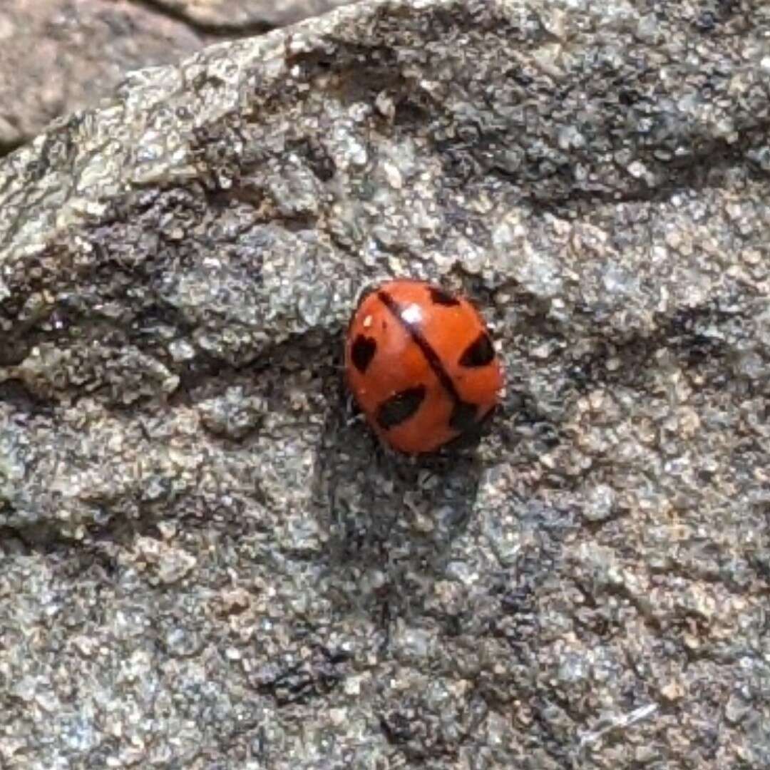 Sivun Coccinella alta Brown 1962 kuva