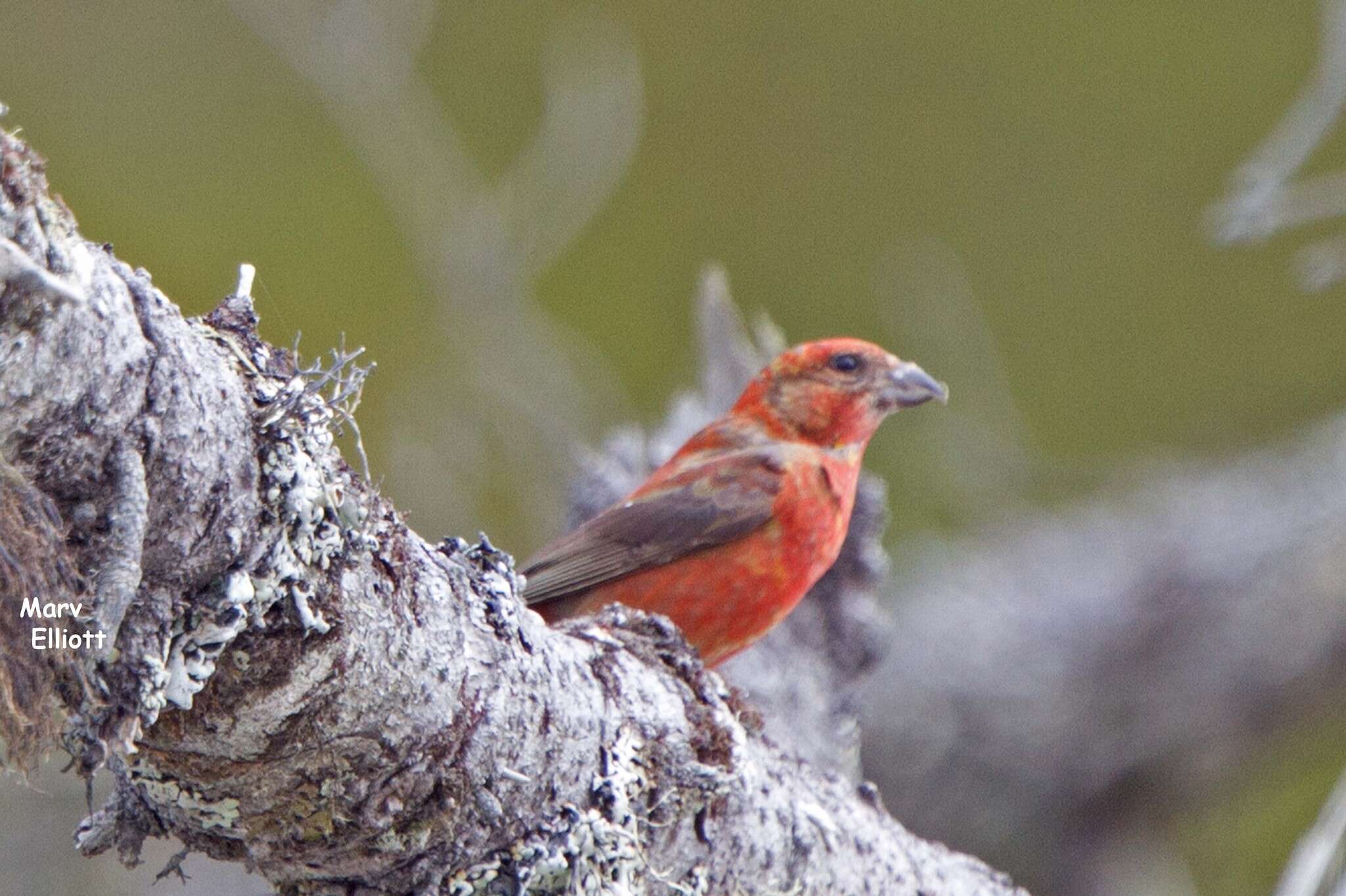 Image of Loxia Linnaeus 1758