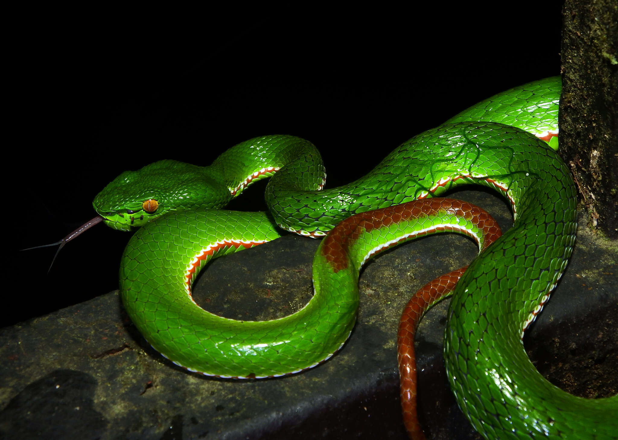 Image of Trimeresurus gumprechti David, Vogel, Pauwels & Vidal 2002