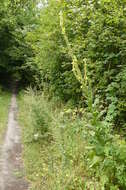 Image of Great Mullein