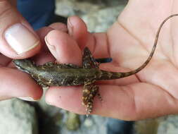 Image of Big-scaled Anole