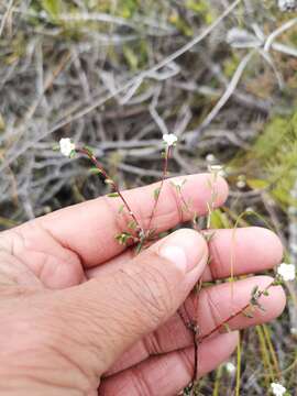 Image of Phylica disticha Eckl. & Zeyh.