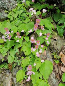 Image of Begonia ravenii C. I. Peng & Y. K. Chen