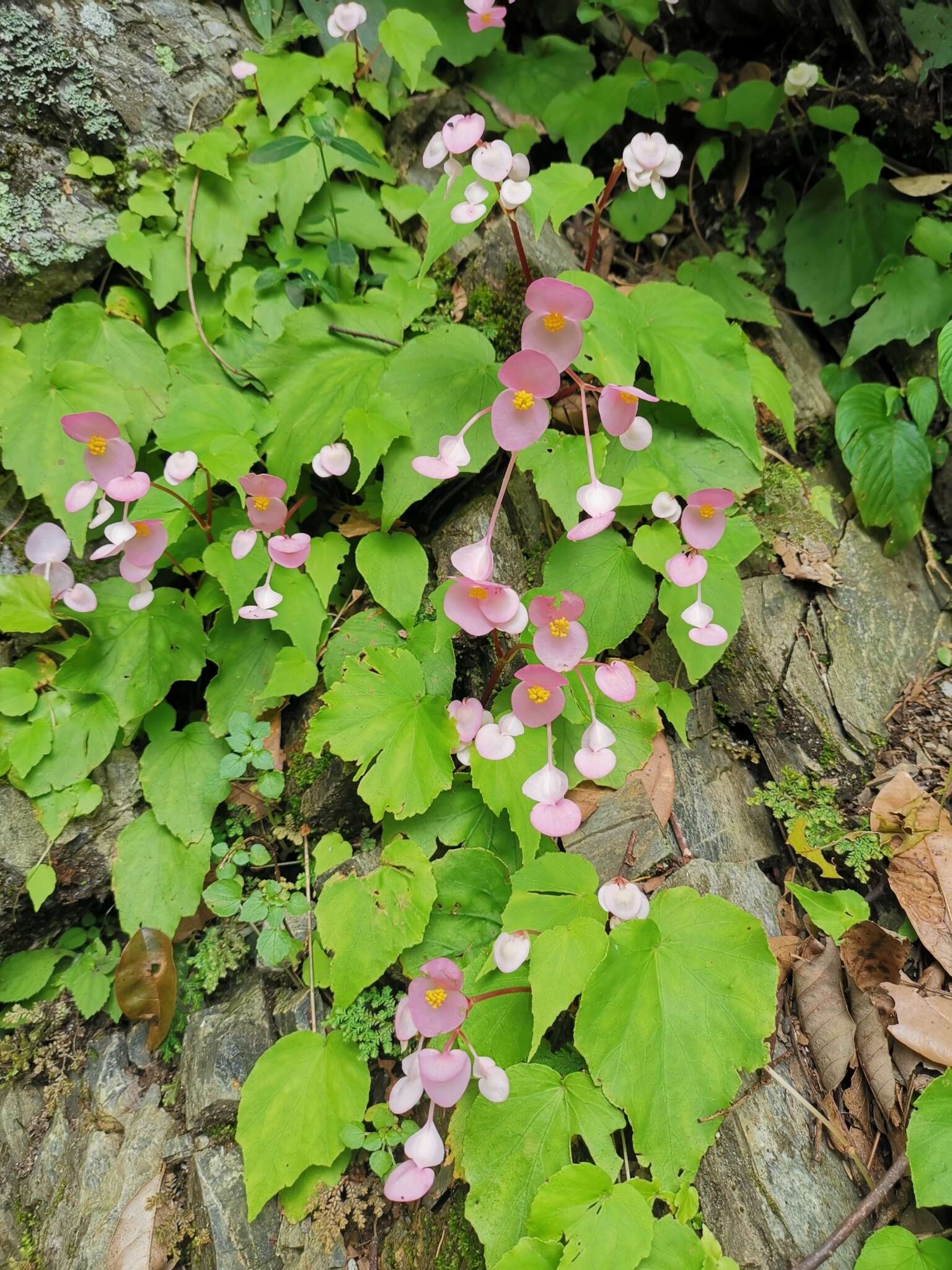 Image of Begonia ravenii C. I. Peng & Y. K. Chen