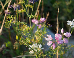 Image of crown vetch