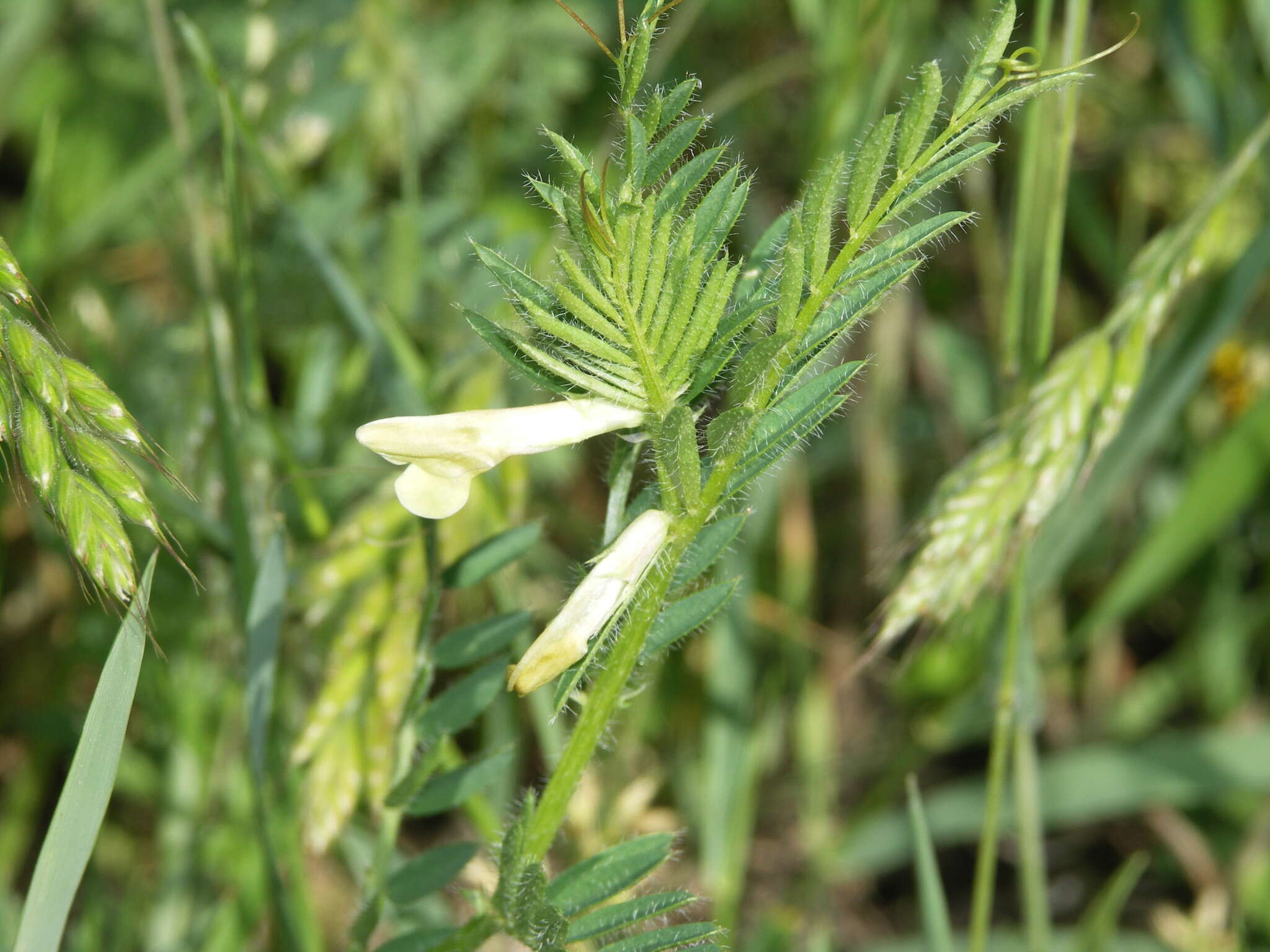 Image of smooth yellow vetch