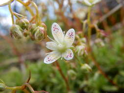 Image of Matted Saxifrage