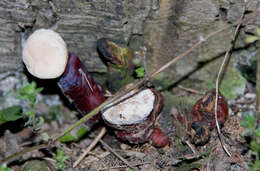 Image of lingzhi mushroom