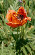 Image of Oriental poppy