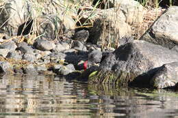 Image of Black Woodpecker