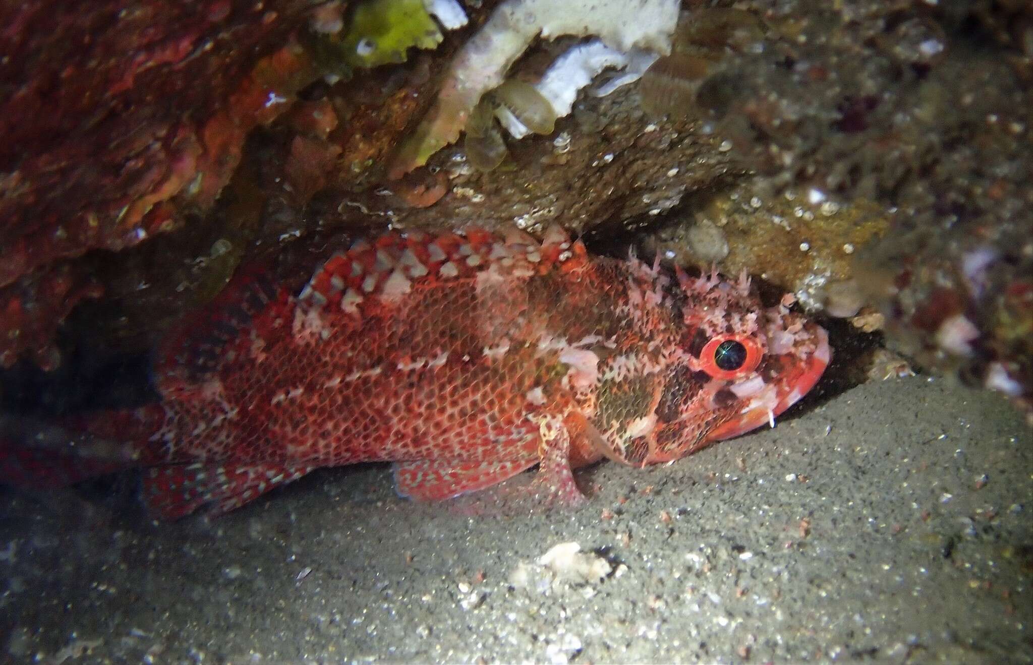 Image of Cheekspot scorpionfish