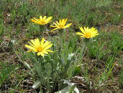 Image of Trichocline reptans (Wedd.) B. L. Rob.