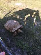 Image of spurred tortoise