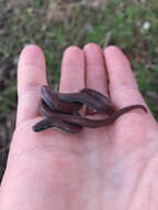 Image of Sharp-tailed Snake