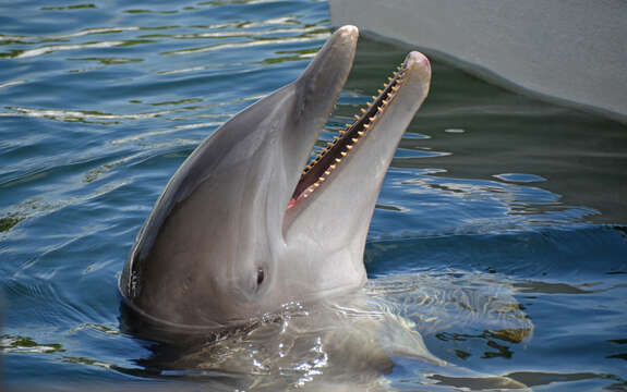 Image of Bottlenose Dolphin