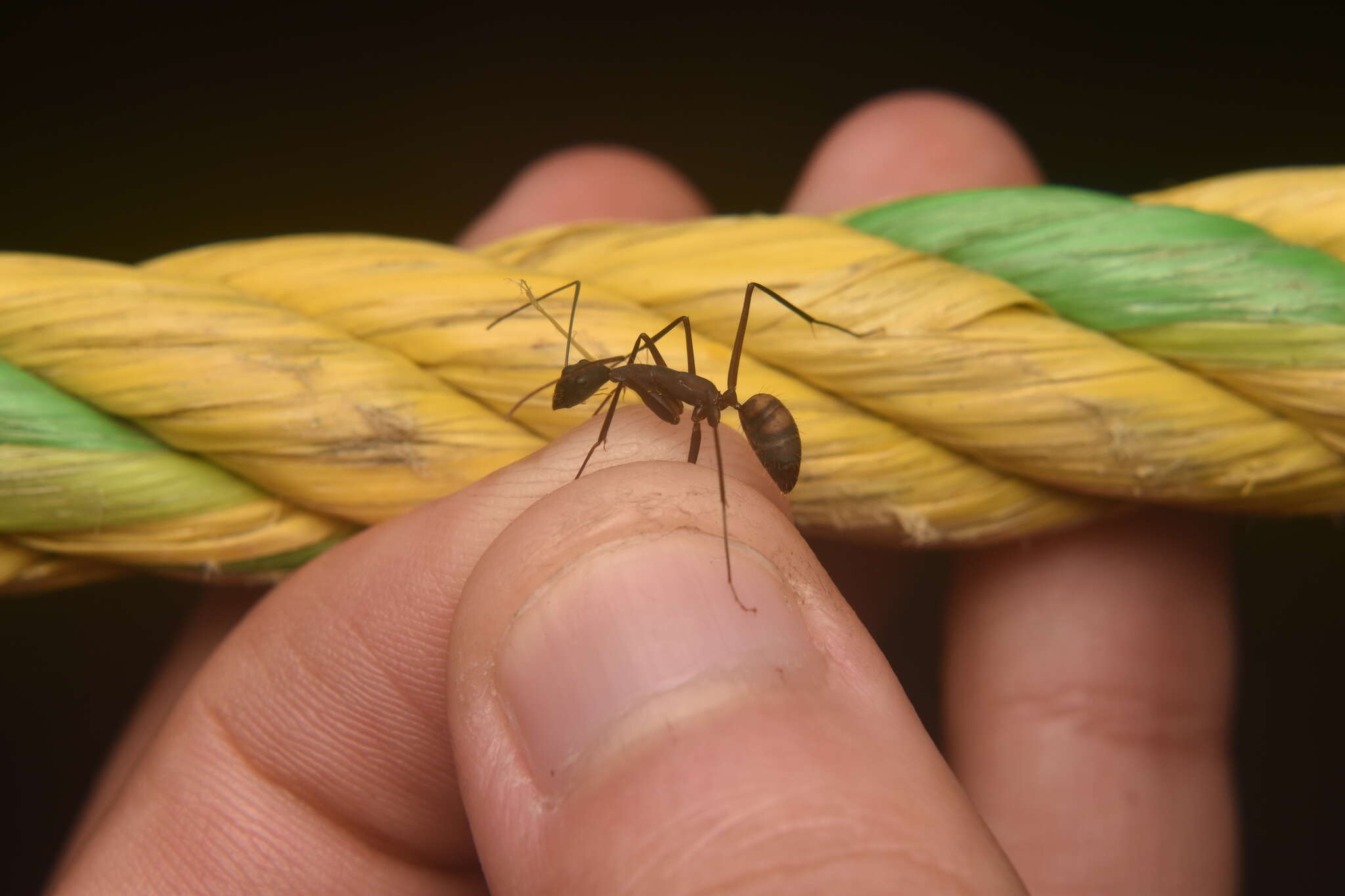 Imagem de Camponotus amoris Forel 1904