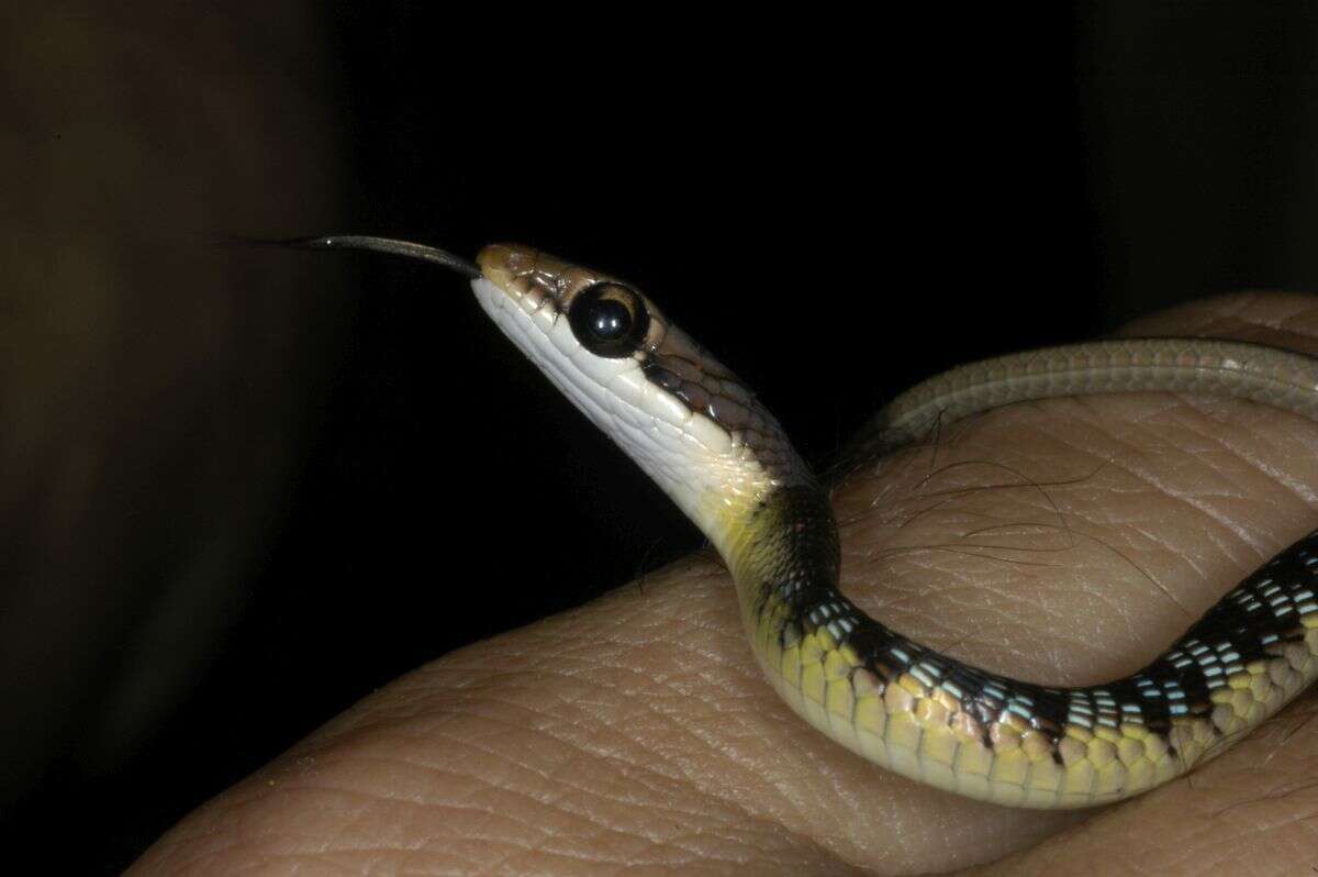 Sivun Dendrelaphis tristis (Daudin 1803) kuva