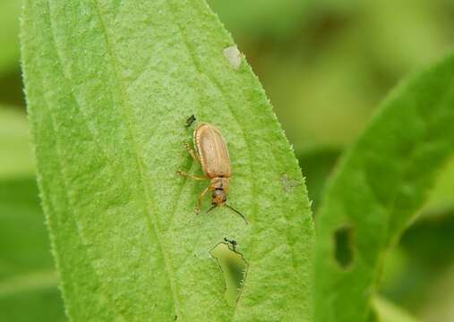 Image of <i>Galerucella pusilla</i>