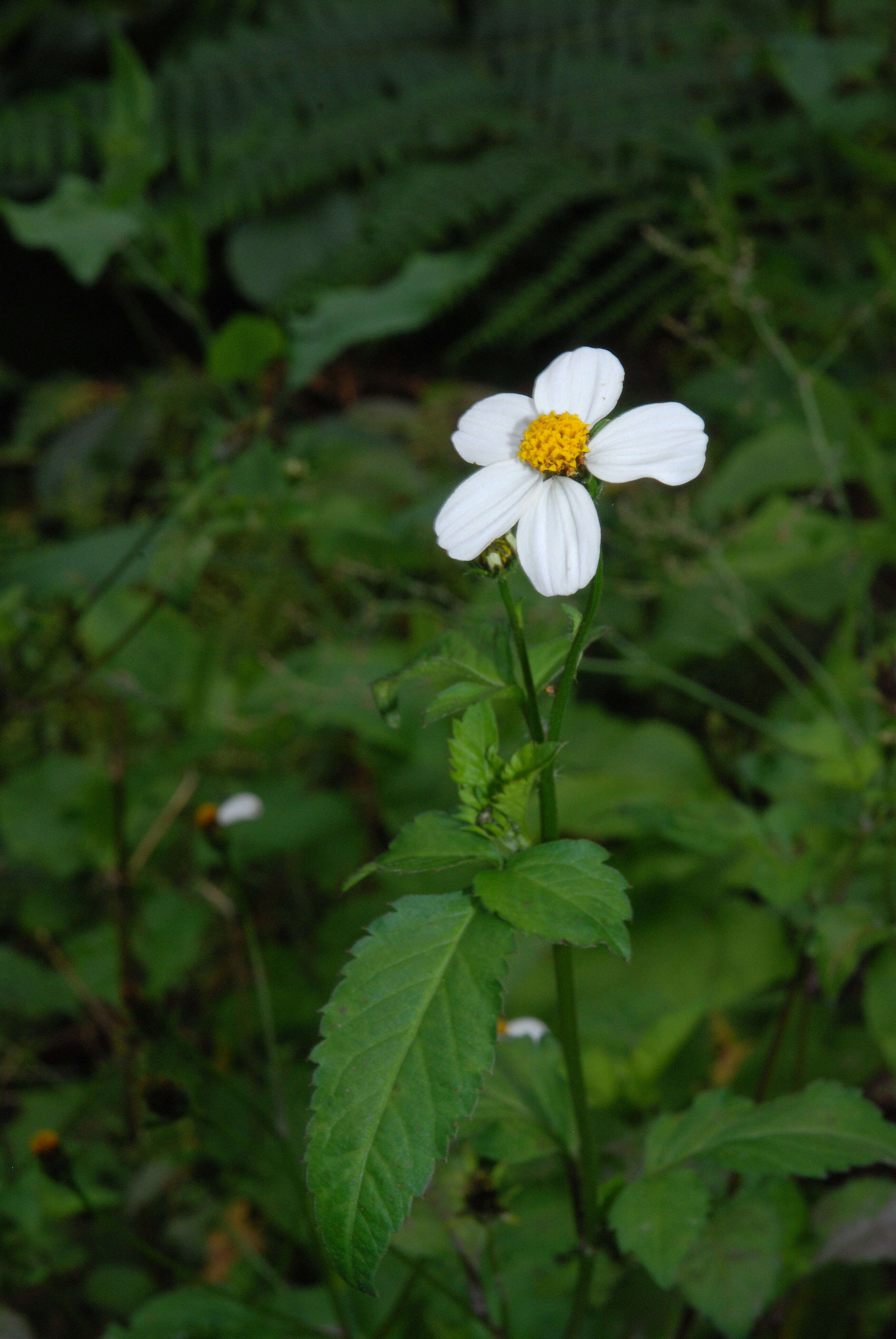 Image of hairy beggarticks