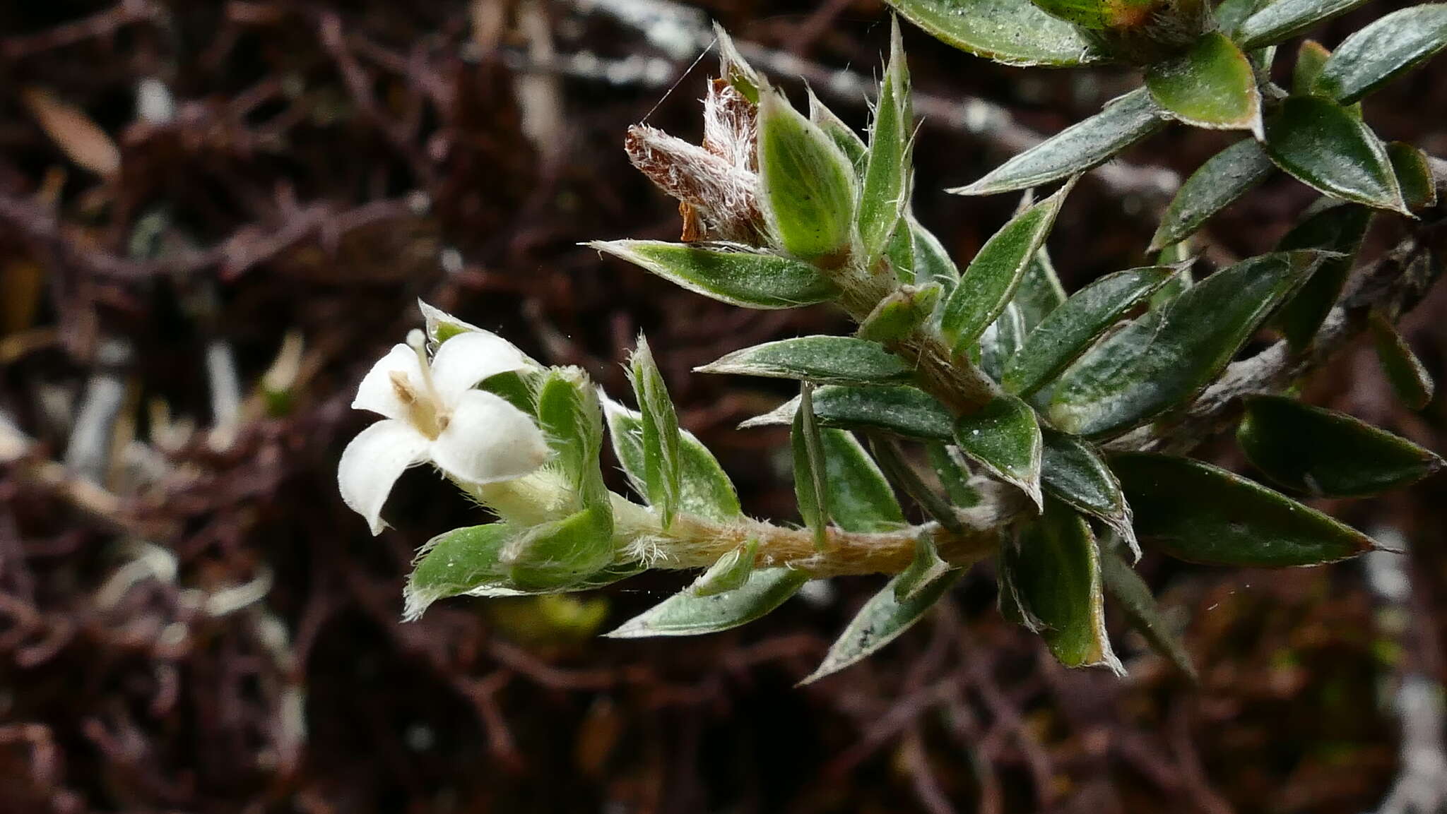 Image of Pimelea pseudolyallii Allan