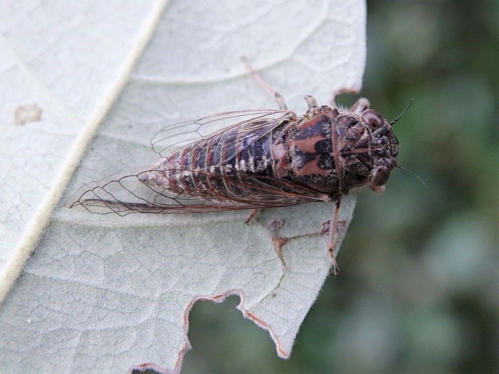 Image of clay bank cicada