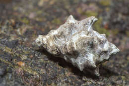 Image of humped rock shell