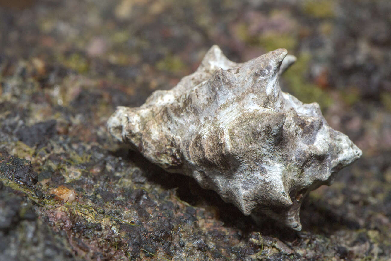 Image of humped rock shell