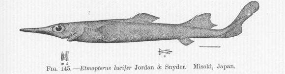 Image of Blackbelly Lanternshark