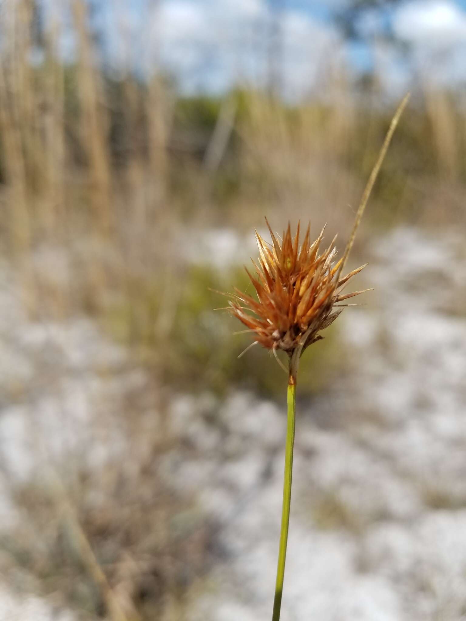 Image of Manatee Beak Sedge