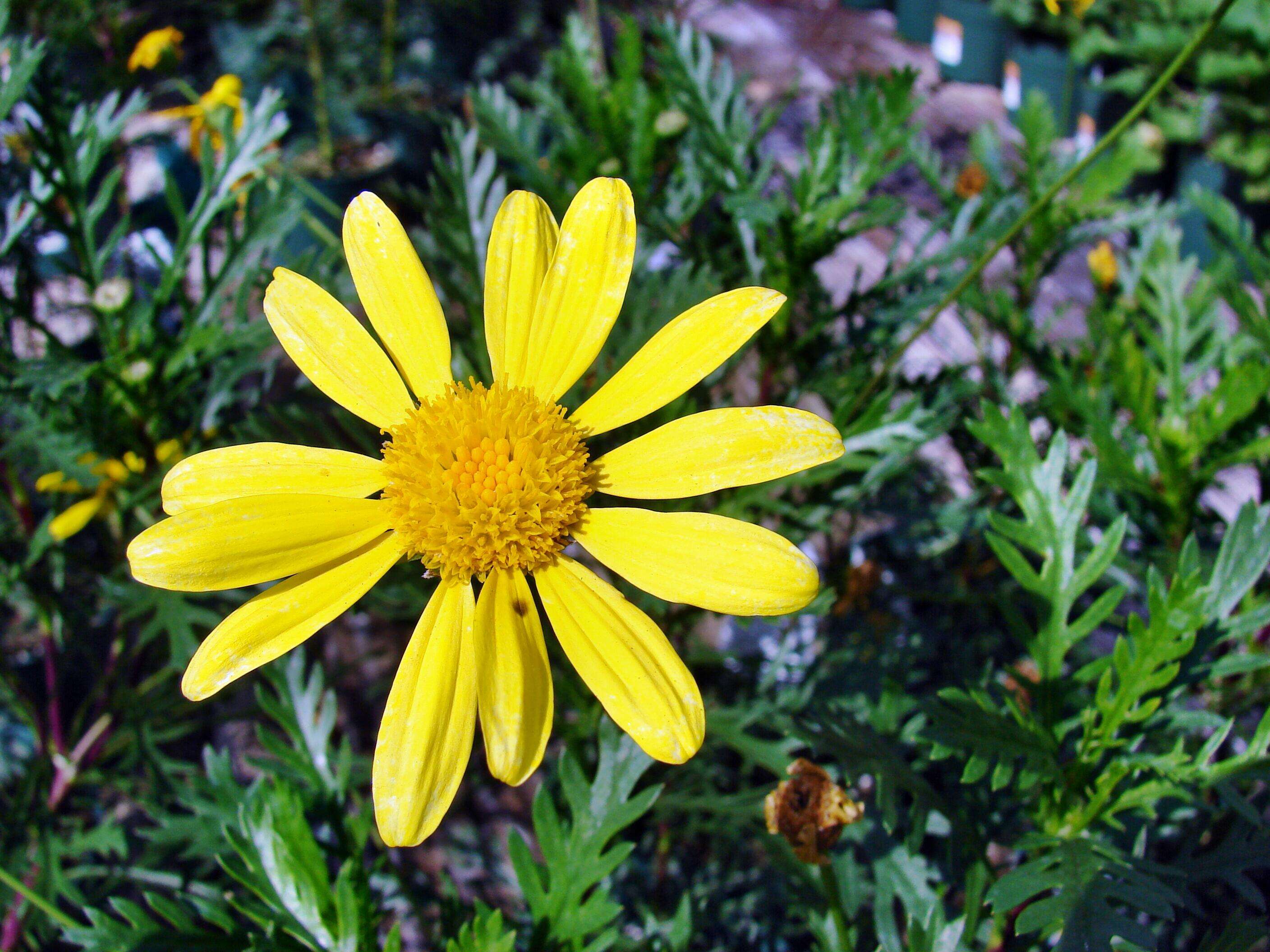 Imagem de Euryops chrysanthemoides (DC.) B. Nordenst.