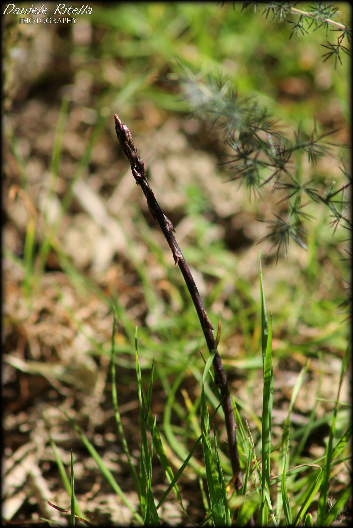 Image of Spiny Asparagus