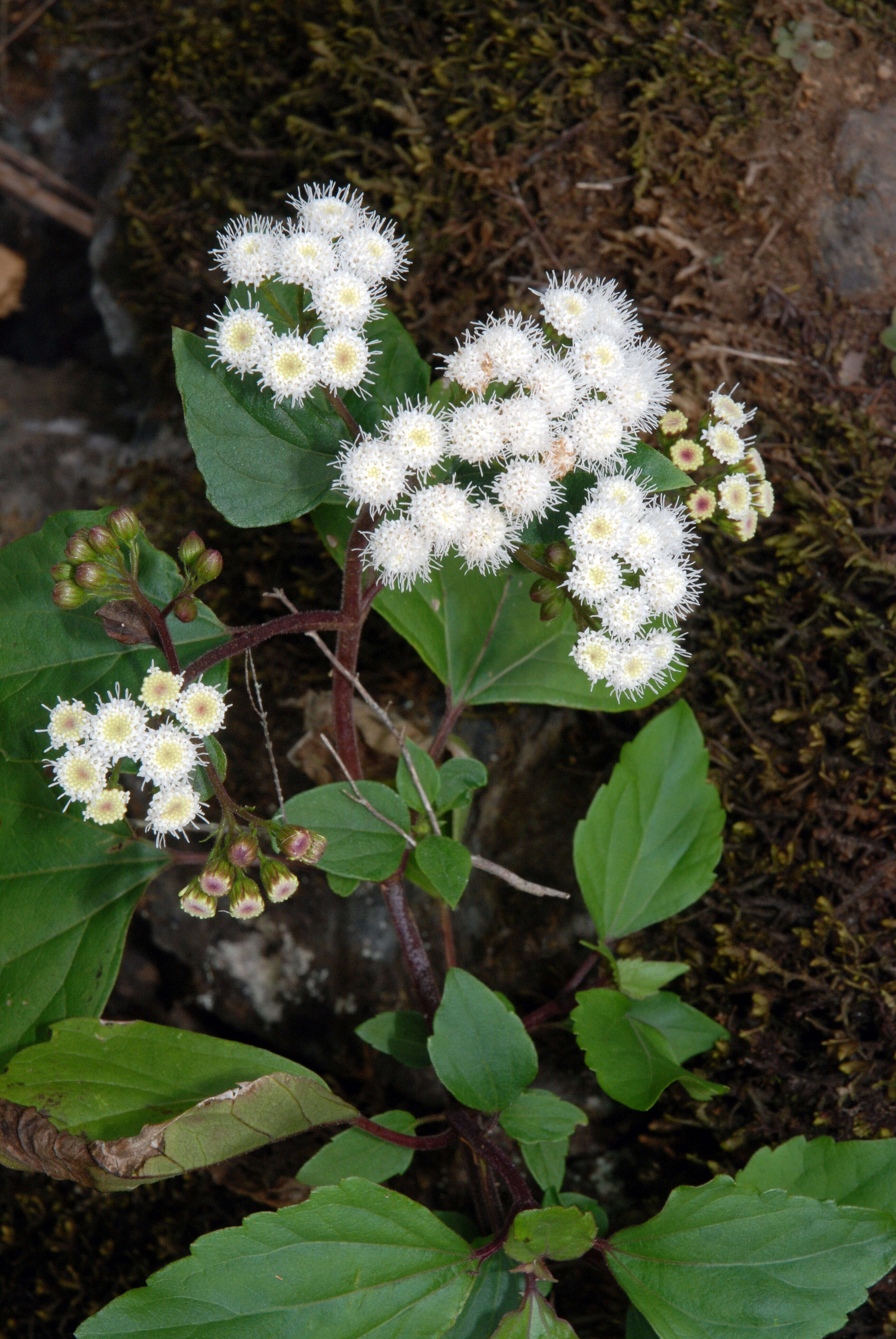 Image of sticky snakeroot