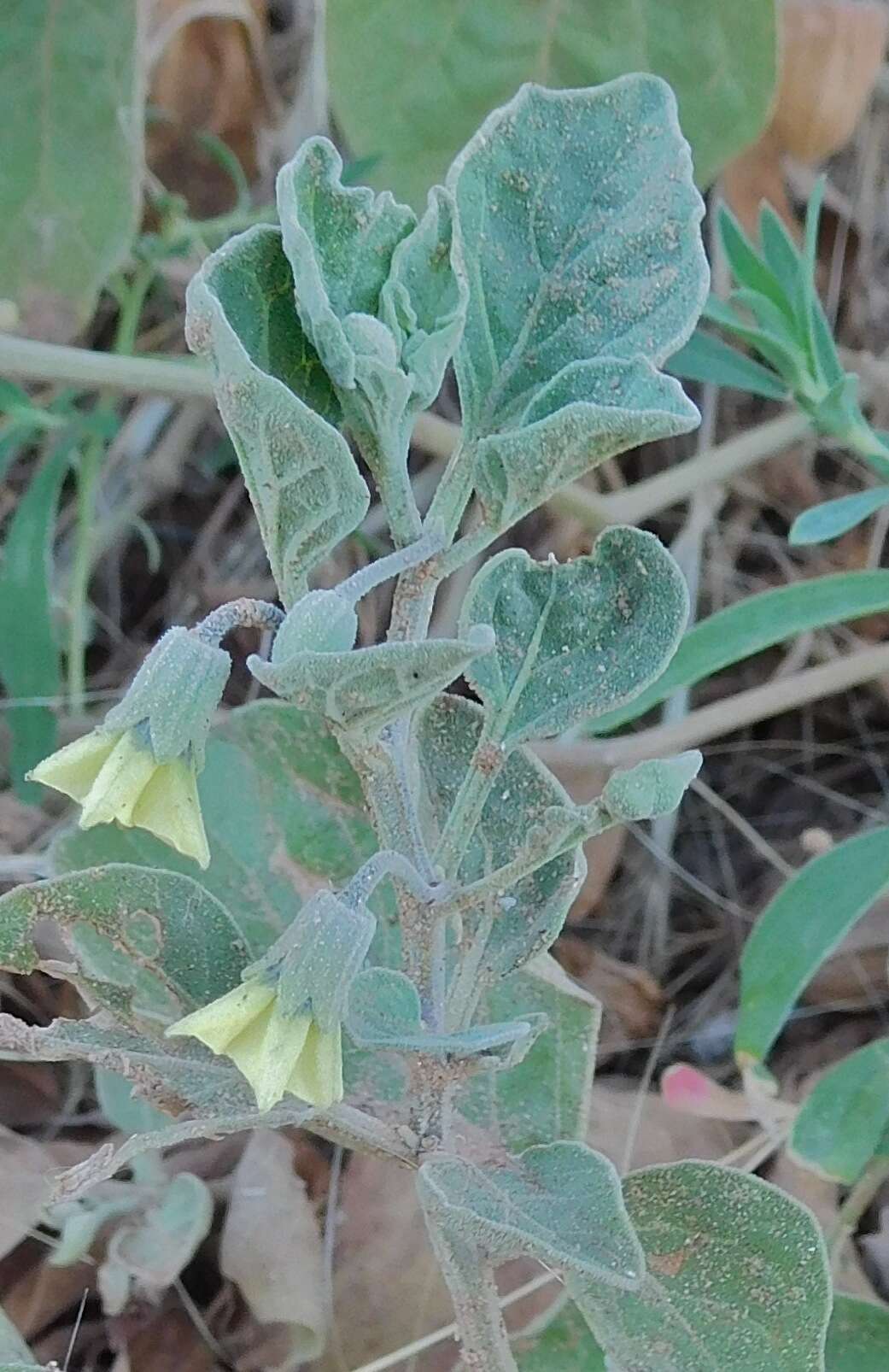 Image de Physalis cinerascens A. S. Hitchcock