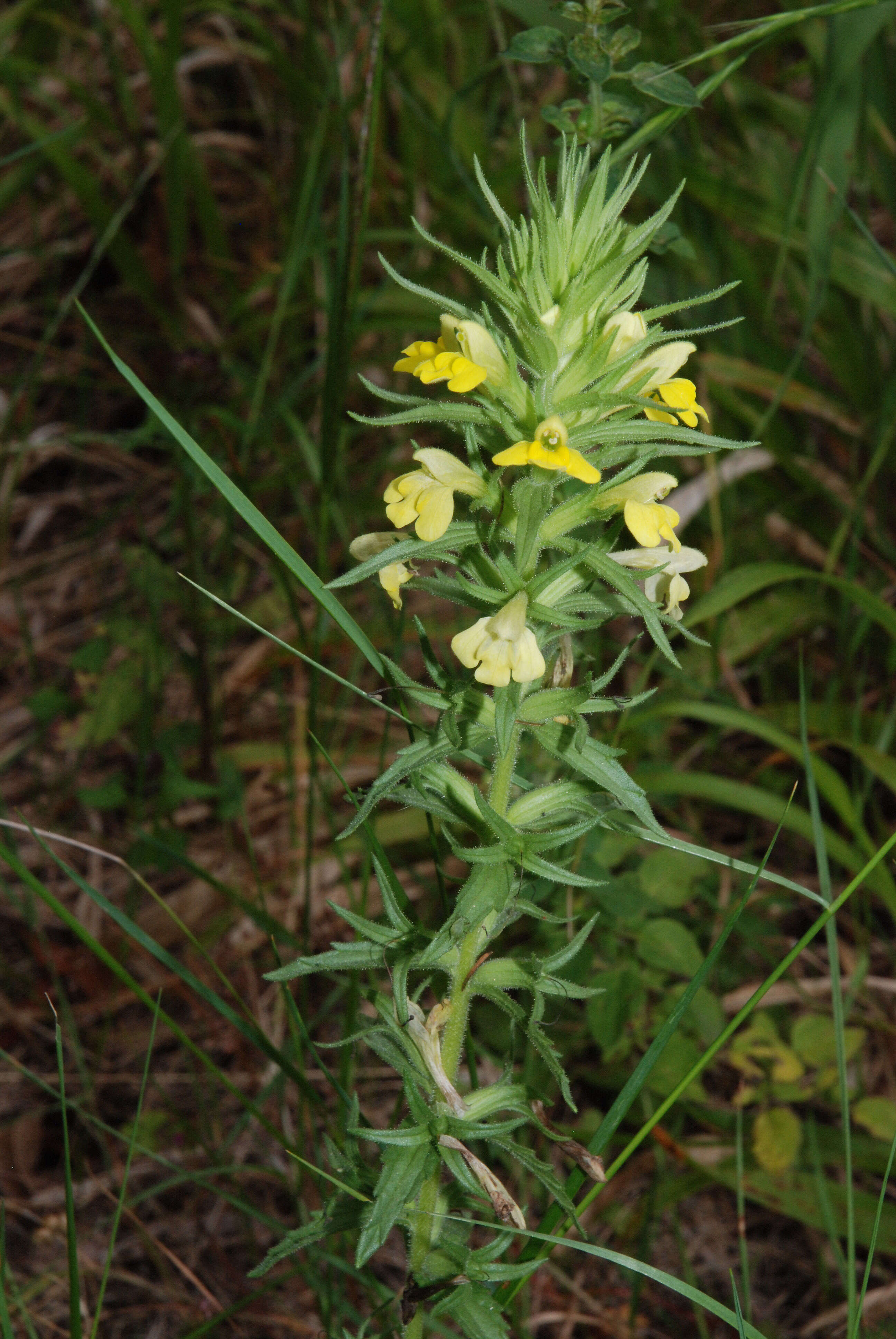 Image of Yellow Glandweed