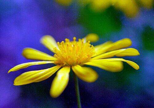 Imagem de Euryops pectinatus (L.) Cass.