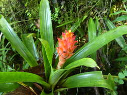 صورة Guzmania osyana (É. Morren) Mez