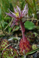 Image of Sempervivum montanum subsp. stiriacum (Wettst. ex Hayek) Hayek