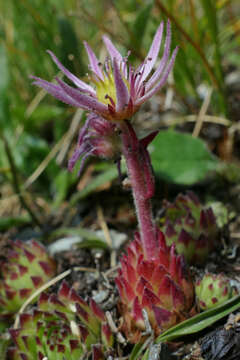 Image of Sempervivum montanum subsp. stiriacum (Wettst. ex Hayek) Hayek