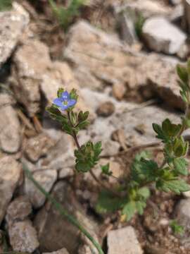 Image of Veronica praecox All.