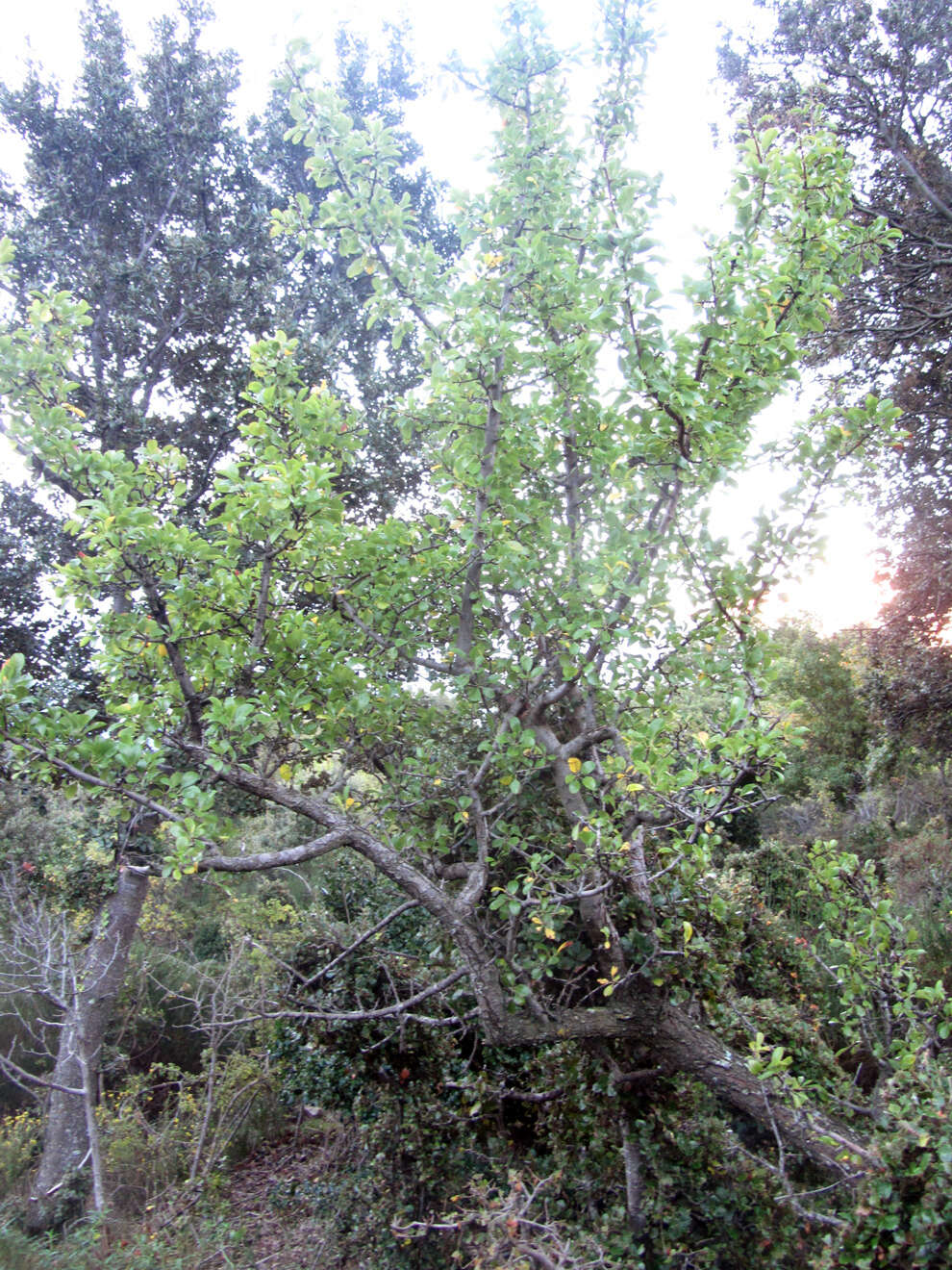 Plancia ëd Pyrus spinosa Forsk.