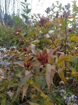 Image de Diervilla sessilifolia Buckl.