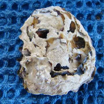 Image of Sydney rock oyster