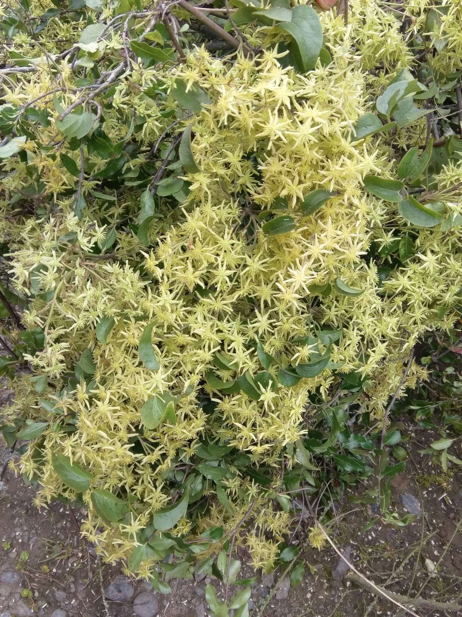 Image of Clematis foetida Raoul