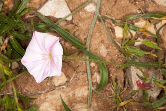 Convolvulus cantabrica L.的圖片