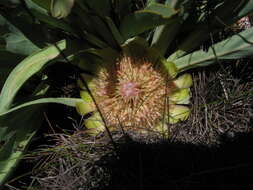 Image de Protea laevis R. Br.